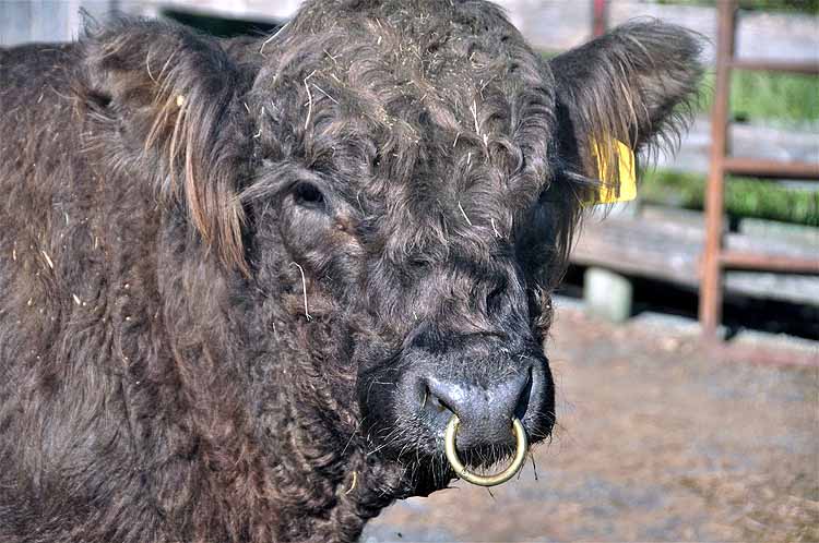 dun steer